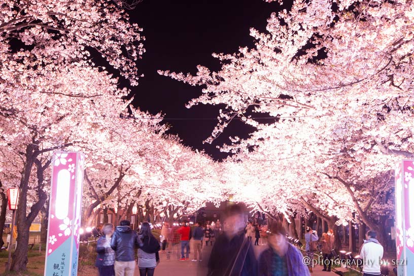 日本三大夜桜の街、新潟、上越市高田公園の夜桜04、