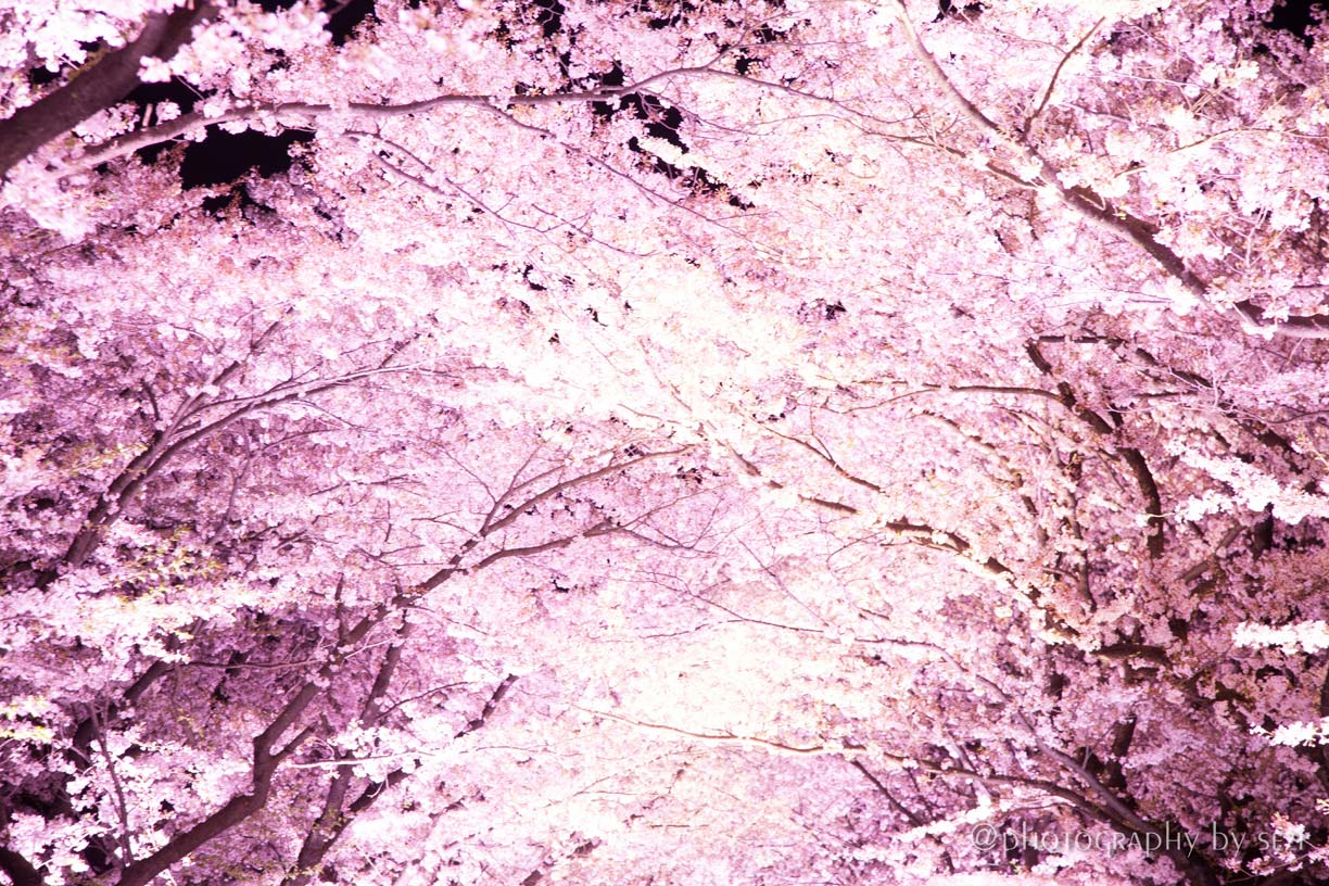 日本三大夜桜の街、新潟、上越市高田公園の夜桜05、