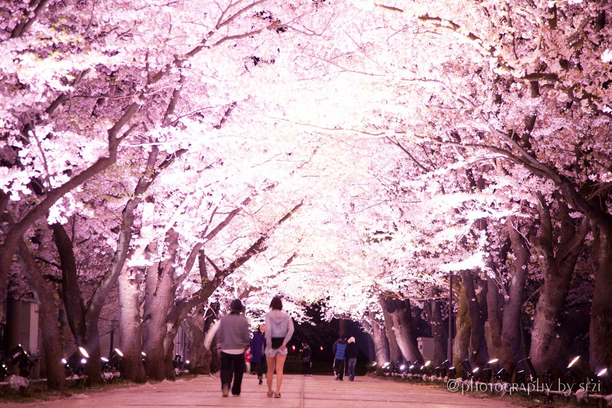 日本三大夜桜の街、新潟、上越市高田公園の夜桜06、