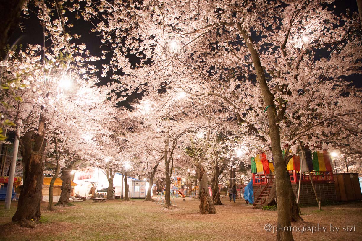 日本三大夜桜の街、新潟、上越市高田公園の夜桜08、