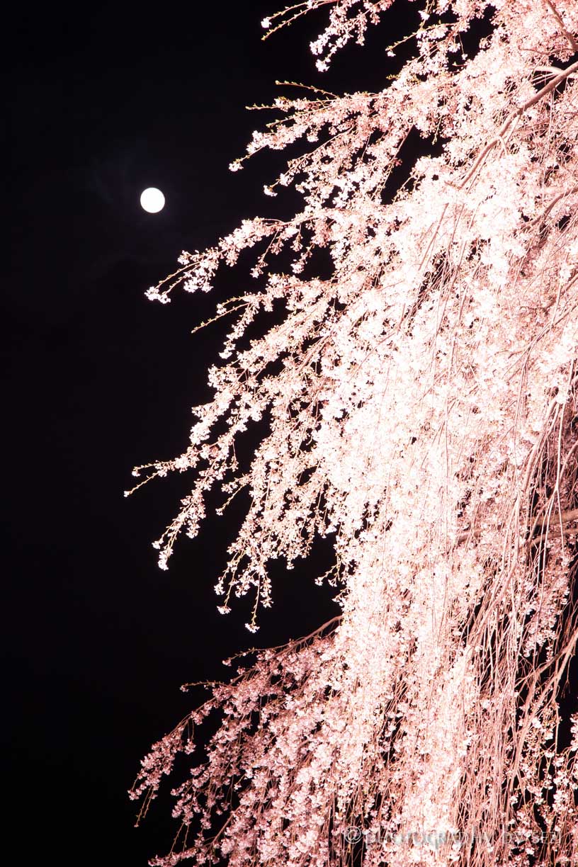 日本三大夜桜の街、新潟、上越市高田公園の夜桜10